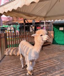 -萌宠亲子动物乐园(槐房万达店)