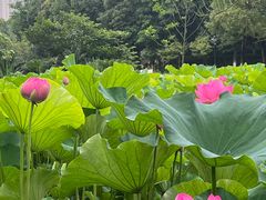 -沐仙湖湿地公园