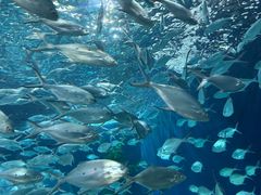 -上海海洋水族馆