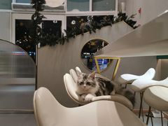 -飞行喵MR PILOT|猫舍·猫咖(静安大融城店)