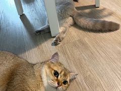 -猫大福·Fortune Cat猫舍(百子湾店)