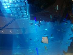 -迪拜水族馆及水下动物园