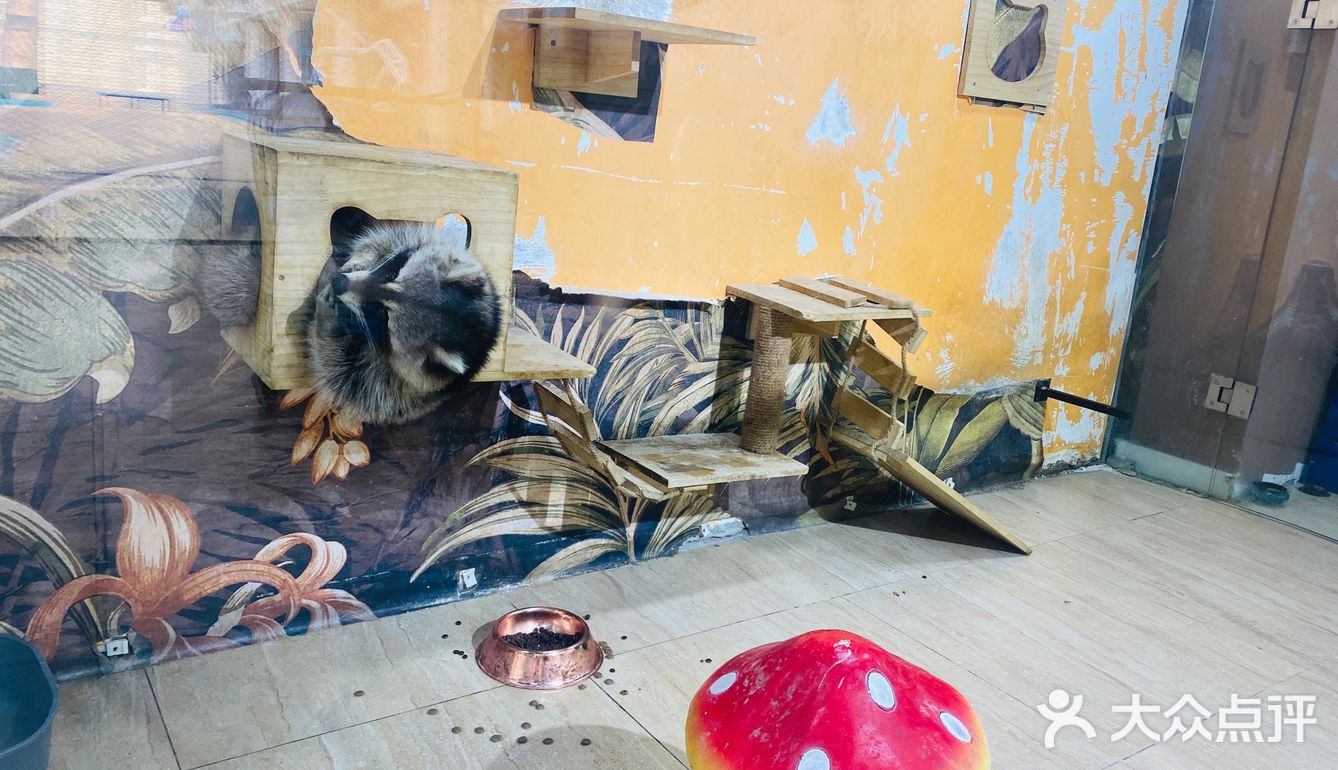 厦门首家小浣熊🦝+🐰新奇萌宠主题馆