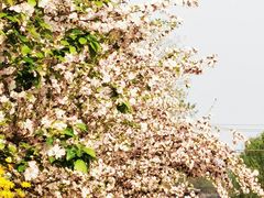 -海棠花溪(元大都城垣遗址公园)