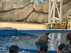 -芜湖新华联大白鲸海洋公园