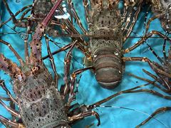 -台山侨雅海鲜粥底火锅(台山侨雅花苑店)