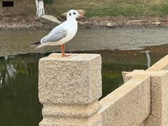 -安平桥