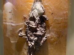 -辽宁古生物博物馆
