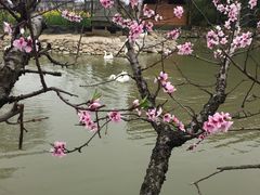 -田园东方蜜桃村的田野营地