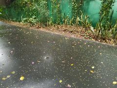 -华侨城湿地公园