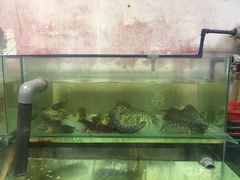 -ZF Seafood Restaurant 卓峰海鲜餐