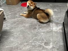 -水碾河肥兔火锅(水碾河店)