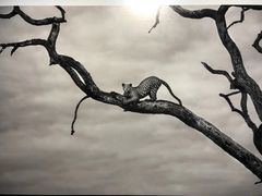 -罗红摄影艺术馆