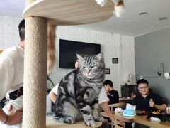 -平行世界·猫咖(首经贸店)