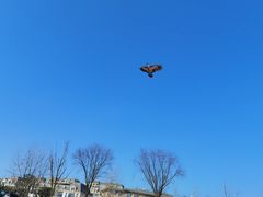 -两河城市森林公园