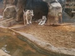 -清迈夜间动物园