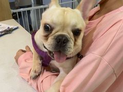 -宠颐生动物医院·猫科·心脏科(海口分院)