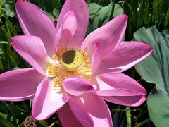 -羊亭河湿地公园