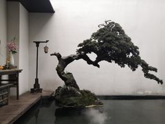 -觀芷隐轩