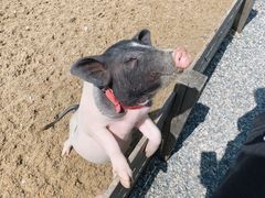 -前小桔亲子创意农场·草莓采摘·露营烧烤