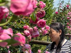 -荷兰花海