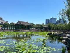 -莲花池公园