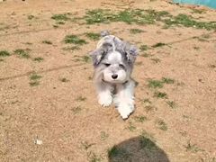 -趣玩宠物乐园寄养训犬训狗游泳池