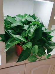 -静博士·养生养颜