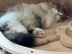 -欣宠猫屋·矮脚拿破仑·蓝金金渐层