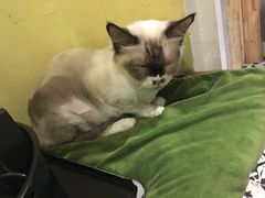 -猫色咖啡·猫咖