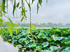 -济南大明湖景区