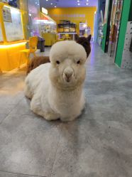 -神奇动物撸宠馆·羊驼·小浣熊·异宠(豫园店)
