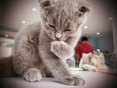 -喵的天空名猫咖啡馆·撸猫·猫舍·用品