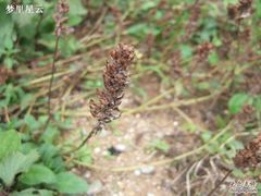 -广州神农草堂中医药博物馆