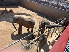 -西霞口神雕山野生动物世界