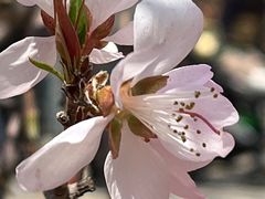 -桃花堤公园