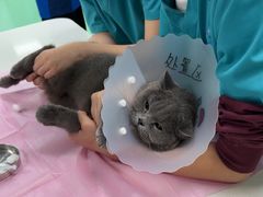 -北京观赏动物医院·24小时大型综合·猫专科·异宠专科