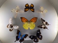 -上海大自然野生昆虫馆