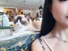 -平行世界·猫咖(首经贸店)