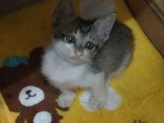 -彩虹桥宠物火化殡葬善终服务(金乐大厦店)