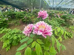 -洛阳市隋唐城遗址植物园