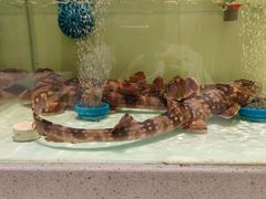 -至尊鲨鱼·原烹海鲜·新浙菜(拱宸桥店)