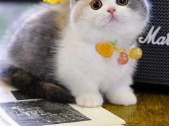 -萌兽医馆·眼科·异宠专科(三里屯店)