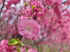 -天津东丽湖风景区