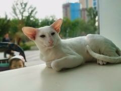 -飞行喵MR PILOT|猫舍·猫咖(静安大融城店)