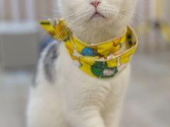 -柴迷FANS CLUB·柴犬狗咖·猫咖