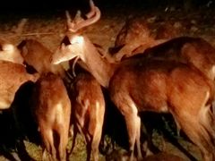 -清迈夜间动物园