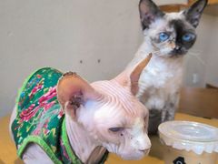 -藏猫猫咖啡主题馆(中央大道店)