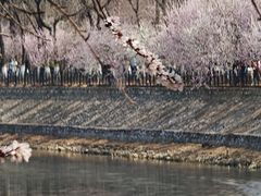 -桃花堤公园