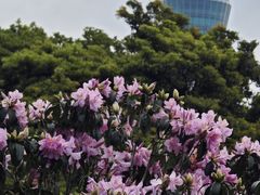 -梧桐山风景名胜区